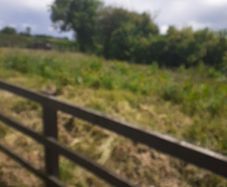 meadow