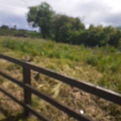 meadow