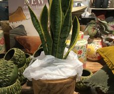 Jolipa Wood Planter Pot   +  Ikea Hyacinth Druflader Plant Pot