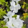 Azaleas, Evergreen Shrubs Image 4