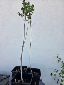 Oak Trees