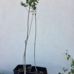 Oak Trees