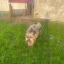 Kune kune sows Image 2