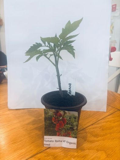 Tomato Plants