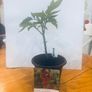 Tomato Plants Image 3
