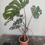 Monstera plant Image 2