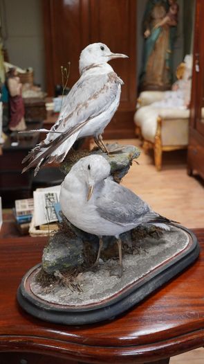 Pair of Vintage Taxidermy Gulls