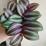 Tradescantia Evanesce Image 2