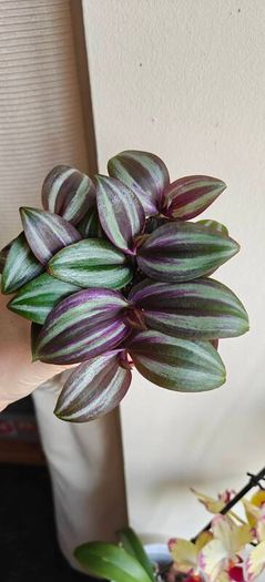 Tradescantia Evanesce
