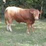 limousin  bulls Image 5