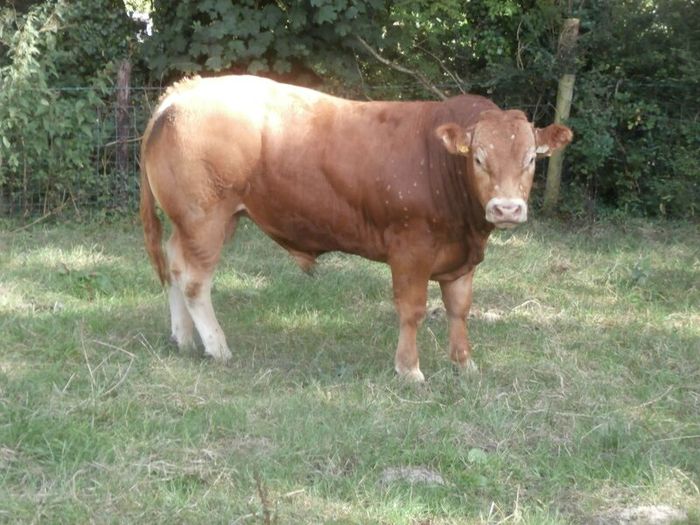 limousin  bulls