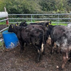 5 super heifer calves