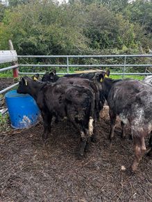 5 super heifer calves