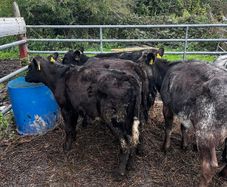5 super heifer calves