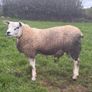 Pedigree Hogg/Lamb Rams for sale Image 4