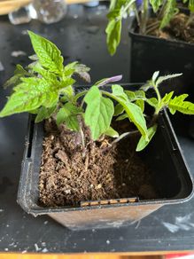 plants