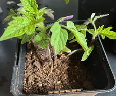 plants
