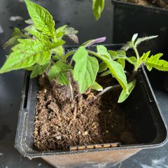 plants