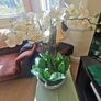 orchid. flower Image 6