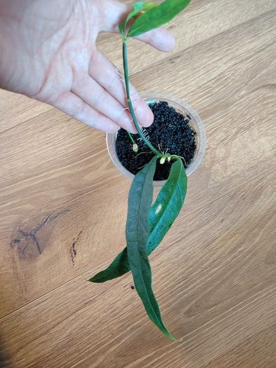 Hoya Amrita