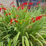 Crocosmia Hellfire ( Red ) x 5 bulbs Image 2