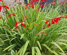 Crocosmia Hellfire x 5 bulbs