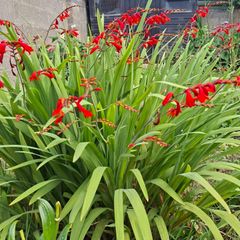 Crocosmia Hellfire x 5 bulbs