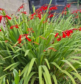 Crocosmia Hellfire x 5 bulbs
