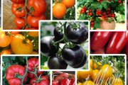 Tomato seeds Over 20 varieties Professionally packed