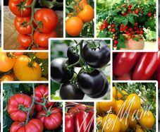 Tomato seeds Over 20 varieties Professionally packed