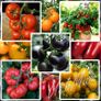 Seeds to plant in April from 1 euro Image 10