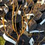 White currant 5l pot available in September 2024 Image 3