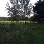 aspen ash trees available Image 8