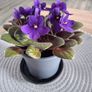 Plant Image 2