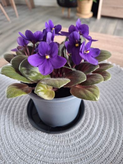 Plant
