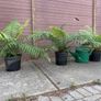 tree ferns - dicksonia antarctica Image 5
