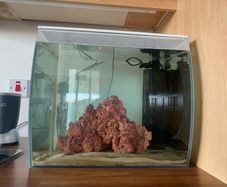 fish tank salt water 60 litre