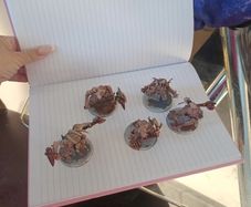 Warhammer miniatures