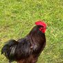Heritage rhode island red rooster Image 2