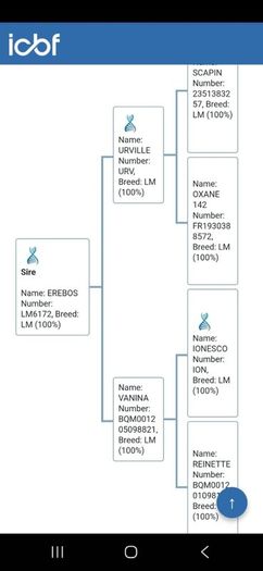 Pedigree Registered Limousin Heifers
