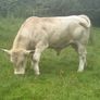 Charolais bulls Image 5