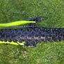 20" Voodoo Sobo - As New Image 5