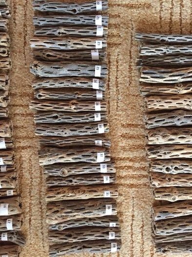 Pieces Cholla Cactus Wood 6"/Chinchilla Chews, shrimps, fishtank