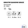 (G) Greater Quaking Grass seeds 2g (184649) Image 2