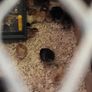 Week old heritage Rhode island red chicks Image 2