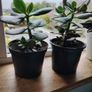 Jade Plant Image 3