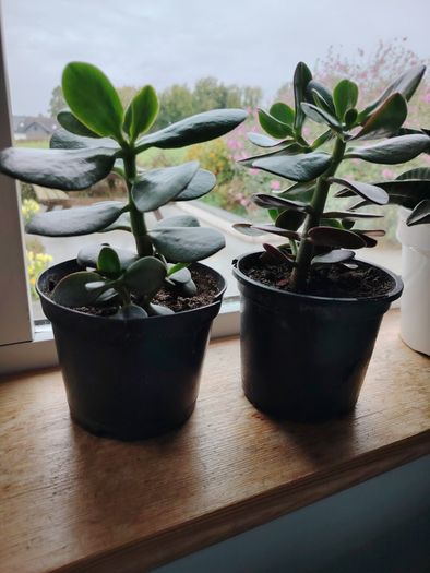 Jade Plant