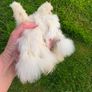 silkies Image 5