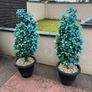 trees Image 2