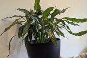 Indoor plant